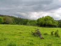Baumrelikt auf Blumenwiese nahe Langensendelbach nach dem Regen - Franken